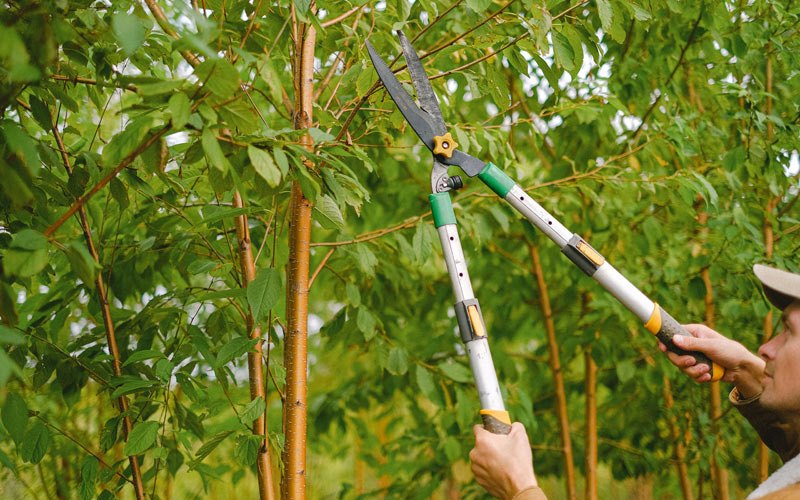 Tree trimming in Pekin, IN